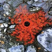 sculpture sous l’eau de feuilles rouges par Andy Goldsworthy